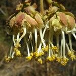 Dombeya cannabina Flor