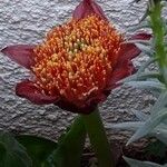 Haemanthus coccineus Floare