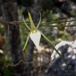 Angraecum teretifolium Flor