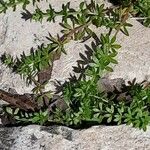 Galium murale Feuille