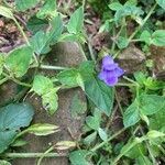 Torenia asiatica Blüte