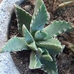 Faucaria tigrinaFrunză