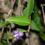 Anthurium scandens Плод