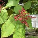 Miconia impetiolaris Leaf