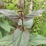 Scrophularia nodosa Leaf