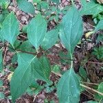 Philadelphus inodorus Blad