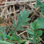 Scabiosa atropurpurea 葉