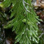 Hymenophyllum tunbrigense Yaprak