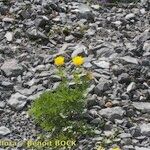 Adonis pyrenaica Habitus