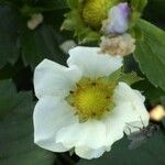 Fragaria × ananassaFlower