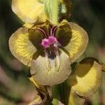 Verbascum bugulifolium Floro