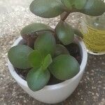 Crassula multicavaLeaf