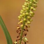 Polystachya stuhlmannii Blomst