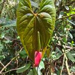 Anthurium nymphaeifolium Frunză