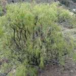 Plocama pendula Habit