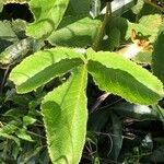 Caryocar brasiliense Leaf