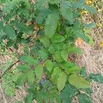 Berberis aquifolium Blad