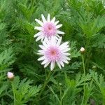 Crepis rubra Bark