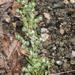 Bombycilaena erecta Blüte