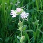 Silene apetala Blomst