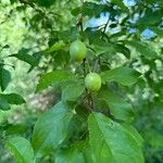 Prunus brigantina Fruit