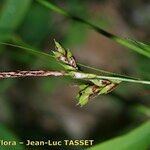 Carex austroalpina Blomst