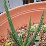 Aloe camperi Hostoa