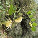 Colutea arborescens Fruit