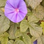 Ipomoea indica पत्ता