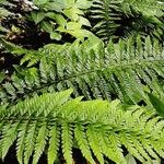 Polystichum aculeatum Blad