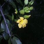 Adenocalymma bracteosum Flor