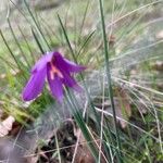 Olsynium douglasii Fiore