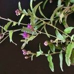 Gutenbergia cordifolia Alia