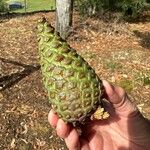 Pinus caribaea Fruto