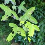 Passiflora lutea Leaf