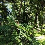 Berberis oiwakensis Habitat