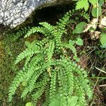 Asplenium trichomanes-ramosum অভ্যাস