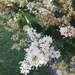 Ligustrum japonicum Blomma