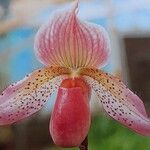 Paphiopedilum acmodontum Květ