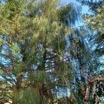 Dacrydium cupressinum Συνήθη χαρακτηριστικά