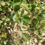 Ziziphus spina-christi Fulla