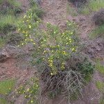 Dendromecon harfordii ശീലം