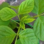 Cyamopsis tetragonoloba Leaf