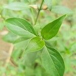 Barleria prionitis Leaf