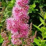 Spiraea salicifolia Blomma