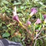 Neomirandea parasitica Flower