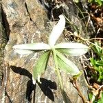 Alchemilla alpina Foglia