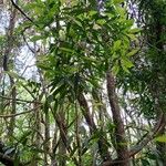 Nectandra angustifolia Характер