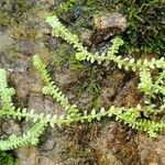 Selaginella helvetica Leaf