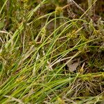 Carex pilulifera পাতা